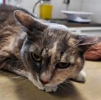 Voor de hond of kat, Dieren en Toebehoren, Ophalen of Verzenden