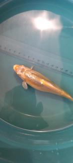 Mooie tosai Doitsu koi, Dieren en Toebehoren, Vissen | Vijvervissen, Karper of Koi