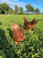 Jonge Toom Rhode Island red kippen, Dieren en Toebehoren, Pluimvee, Meerdere dieren, Kip