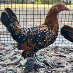 kip sabelpootkriel hen porselein, Dieren en Toebehoren, Vrouwelijk, Kip