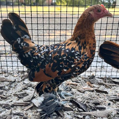 kip sabelpootkriel hen porselein, Dieren en Toebehoren, Pluimvee, Kip, Vrouwelijk