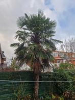 Palmboom   6 meter,,zelf verwijderen, Tuin en Terras, Planten | Bomen, Bloeit niet, 100 tot 250 cm, Palmboom, Ophalen