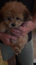 BEELDSCHONE PUPPY’S - Kruising Shih Tzu & Dwerg Schnauzer, Dieren en Toebehoren, Maltezer, Rabiës (hondsdolheid), 8 tot 15 weken