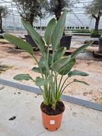Strelitzia reginae (PARADIJSVOGELBLOEM), Tuin en Terras, Planten | Tuinplanten, Ophalen of Verzenden, Overige soorten, Volle zon