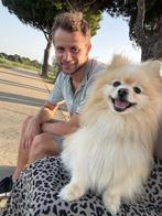 Dwergkees 7 jaar oud, 6 jaar of ouder, Reu, Eén hond, Nederland