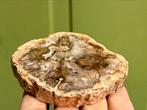 Versteend hout schijf plak dubbel gepolijst mineralen, Ophalen of Verzenden, Mineraal
