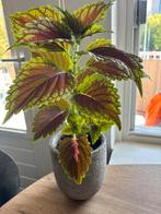Coleus Plant - siernetel met pot ophalen voor €10, Overige soorten, Eenjarig, Ophalen of Verzenden, Halfschaduw
