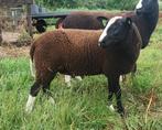 zwartbles ram 2025, Dieren en Toebehoren, Schapen, Geiten en Varkens, Mannelijk, Schaap, 0 tot 2 jaar