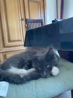 Maincoon kittens, Dieren en Toebehoren, Katten en Kittens | Dekkaters, 0 tot 2 jaar