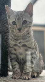 Zilver bengaal katertje met stamboom!, Dieren en Toebehoren, Katten en Kittens | Raskatten | Korthaar, Meerdere dieren, Ontwormd
