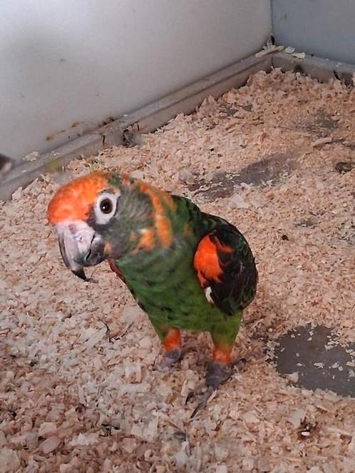 Jardine papegaaien GG, Dieren en Toebehoren, Vogels | Parkieten en Papegaaien, Papegaai, Meerdere dieren