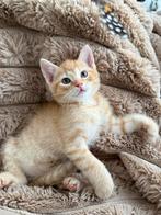 Kittens, Meerdere dieren, Ontwormd, 0 tot 2 jaar