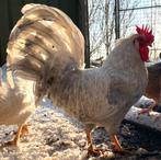 Broedeieren kleurleggers, groenleggers, olijflegger, Dieren en Toebehoren, Meerdere dieren, Kip