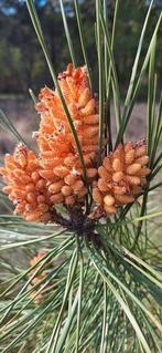 Prachtige goed gedroogde zeeden kroten, Ophalen of Verzenden, Zo goed als nieuw, Overige materialen, Minder dan 25 cm