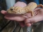 Koppel handtamme luipaardgekkos incl terrarium, Dieren en Toebehoren, Reptielen en Amfibieën, Overige soorten, Met terrarium, 0 tot 2 jaar