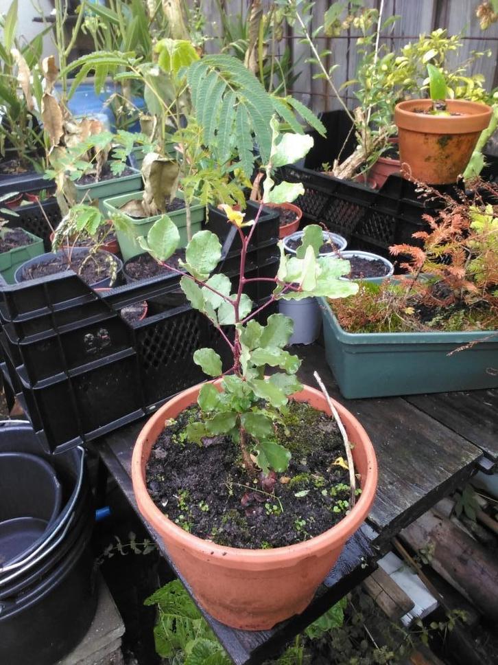 Johannesbroodboom, Ceratonia siliqua, Tuin en Terras, Planten | Tuinplanten, Vaste plant, Overige soorten, Volle zon, Ophalen of Verzenden