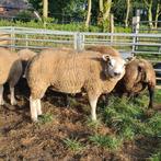 Witte Texelaar Ooilammeren, Dieren en Toebehoren, Schapen, Geiten en Varkens, Mannelijk, Schaap