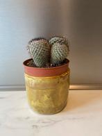 Cactus, Ophalen, Cactus, Volle zon, Minder dan 100 cm