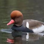 Siereend/krooneend, Ophalen of Verzenden, Drinken en Voederen