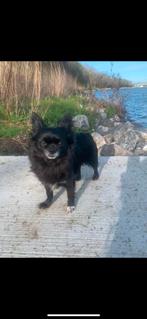 Chihuahua teef en reu, Dieren en Toebehoren, Honden | Chihuahua's en Gezelschapshonden, Rabiës (hondsdolheid), Reu, Meerdere, Chihuahua