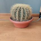 Cactus  / Echinocactus / schoonmoederstoel, Huis en Inrichting, Kamerplanten, Cactus, Ophalen