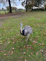 Nandoe haan, Dieren en Toebehoren, Mannelijk, Overige soorten