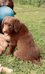 Geweldige F1 labradoodle puppies! Australisch bloed!!, Dieren en Toebehoren, CDV (hondenziekte), 8 tot 15 weken, Meerdere, Meerdere dieren
