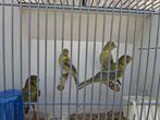 4 agaat opaal kanaries, Dieren en Toebehoren, Meerdere dieren, Kleurkanarie