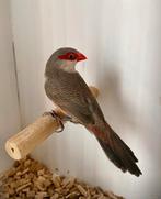 Sint helena fazantjes koppel en man, Dieren en Toebehoren, Vogels | Overige Vogels, Meerdere dieren