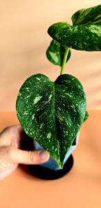 Monstera Thai Constellation – babyplant , Ophalen of Verzenden