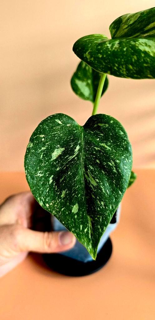 Monstera Thai Constellation – babyplant , Huis en Inrichting, Kamerplanten, Ophalen of Verzenden
