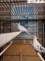 Mooi koppel bonte diamantduiven!, Dieren en Toebehoren, Vogels | Duiven, Meerdere dieren, Overige soorten