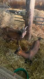 Moedergeit met jong (geit), Dieren en Toebehoren, Schapen, Geiten en Varkens, Vrouwelijk, Geit
