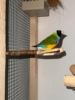 Gouldamadine koppel broedrijp, Dieren en Toebehoren, Vogels | Overige Vogels, Meerdere dieren, Tropenvogel, Geringd