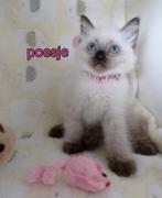 Ragdoll kittens, Meerdere dieren, Ontwormd, 0 tot 2 jaar