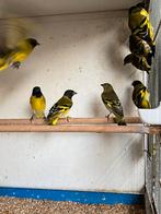 Drie koppel zwartkop sijzen, Dieren en Toebehoren, Vogels | Overige Vogels, Meerdere dieren, Tropenvogel