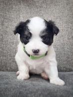 Leuke Lieve boomer pups Maltezer Te koop, Dieren en Toebehoren, Honden | Chihuahua's en Gezelschapshonden, 8 tot 15 weken, Meerdere