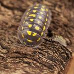 15x Armadillidium gestroi pissebedden / isopods, Overige soorten