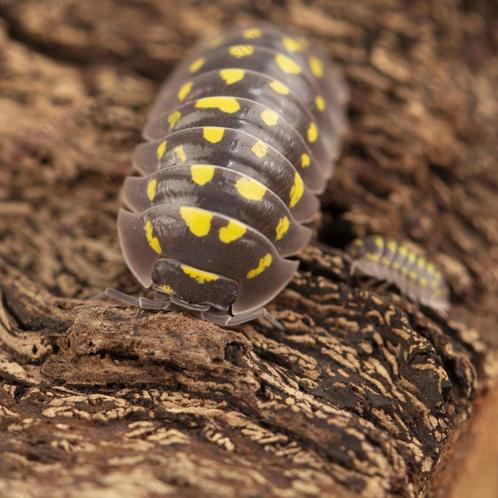 15x Armadillidium gestroi pissebedden / isopods, Dieren en Toebehoren, Insecten en Spinnen, Overige soorten