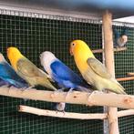 Agapornis fischeri opaline, Dieren en Toebehoren, Vrouwelijk, Dwergpapegaai of Agapornis, Geringd