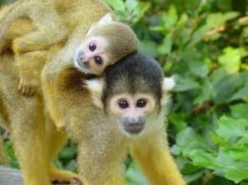 20% korting per persoon online tickets Apenheul Apeldoorn, Tickets en Kaartjes, Recreatie | Dierentuinen, Drie personen of meer