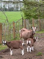 Twee bokjes te reserveren, stamboek toggenburger, Dieren en Toebehoren, Schapen, Geiten en Varkens, Mannelijk, Geit