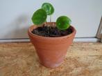 PANNENKOEKPLANT in aardewerk bloempot, Ophalen, Overige soorten, In pot, Minder dan 100 cm