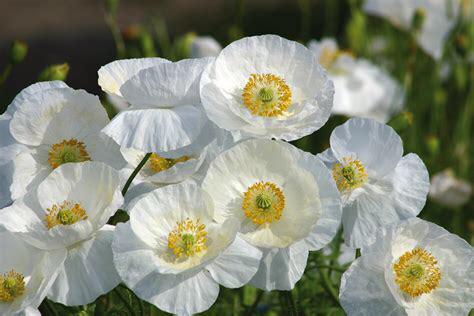 Nr 33/ zaad Klaproos wit - Papaver rhoeas “Bridal Silk” bio, Tuin en Terras, Bloembollen en Zaden, Zaad, Voorjaar, Volle zon, Ophalen of Verzenden