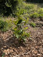 Laurier 50 cm, Tuin en Terras, Planten | Struiken en Hagen, Laurier, Ophalen