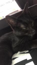 5 sterren huisje gezocht voor Mimi, Dieren en Toebehoren, Katten en Kittens | Overige Katten, Poes