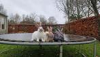 Lotharinger groot konijnen raszuiver, Dieren en Toebehoren, Konijnen, Meerdere dieren, Groot, 0 tot 2 jaar
