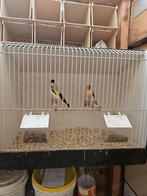 Koppel Majoor putter, Mannelijk, Wildzangvogel