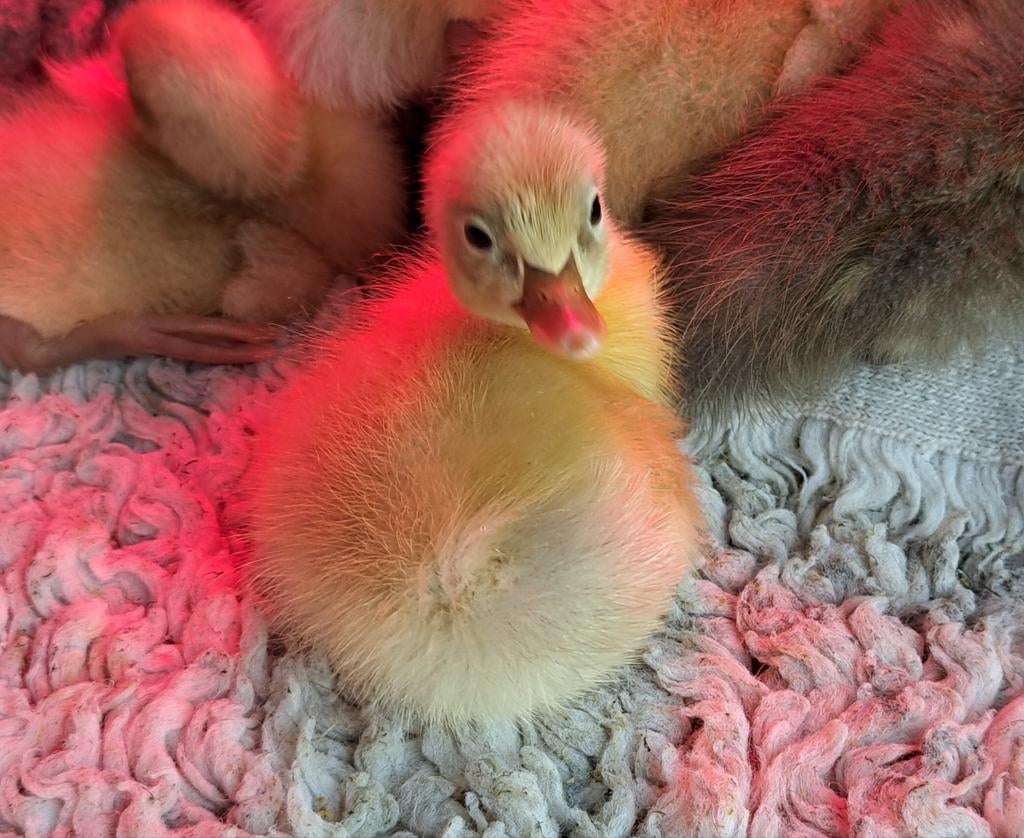 Prachtige indische loopeend pulletjes, Dieren en Toebehoren, Pluimvee, Geslacht onbekend, Eend