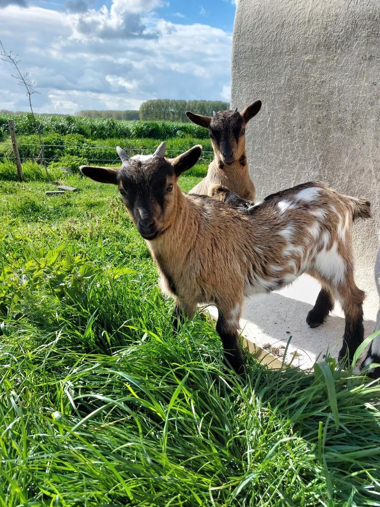 Bokje aangeboden, Dieren en Toebehoren, Mannelijk, Geit